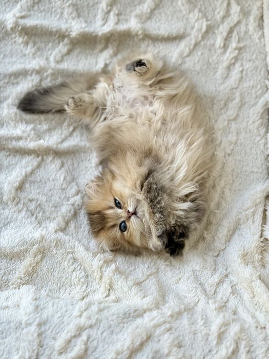 Манчкин золото ДШ