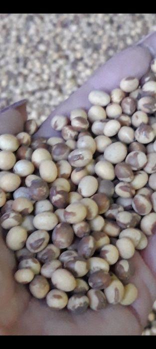 ''PIONER серія''А'' Elit  USA Соя посівна ГМО насіння сої на посів
