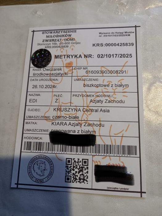 Oddam w dobre ręce: 2-letnia suczka z metryką (do adopcji za darmo)