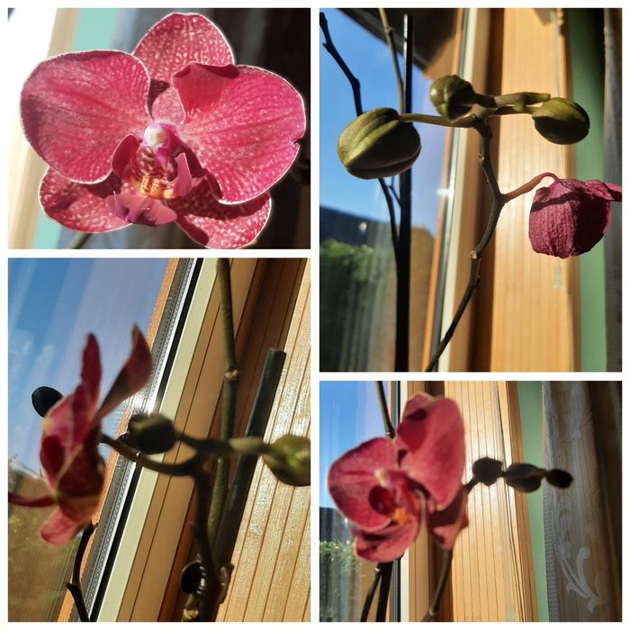 ОрхідеяІ    орхідея