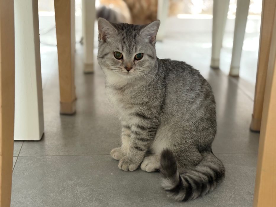 Kocurek szkocki prostouchy