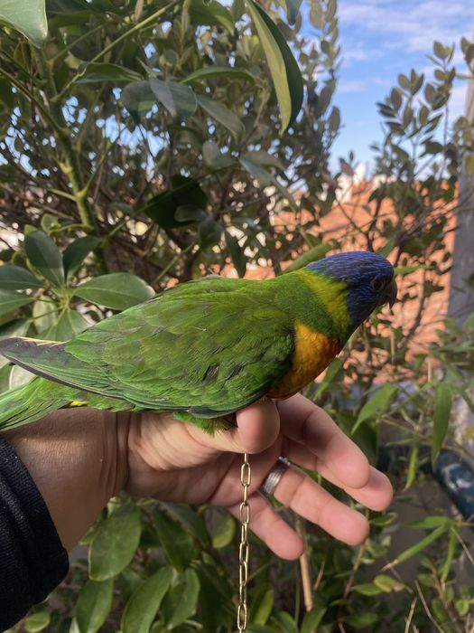 Loris Domesticado - Papagaio Arco Iris