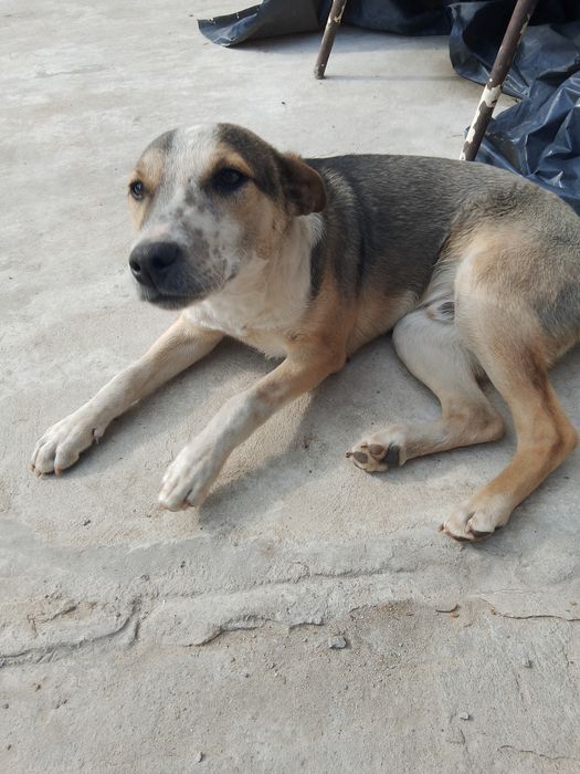 Віддам в добрі руки