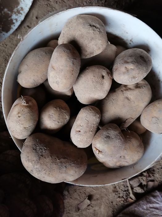 Ziemniaki worek 15 kilo wysyłka inpost prosto od rolnika