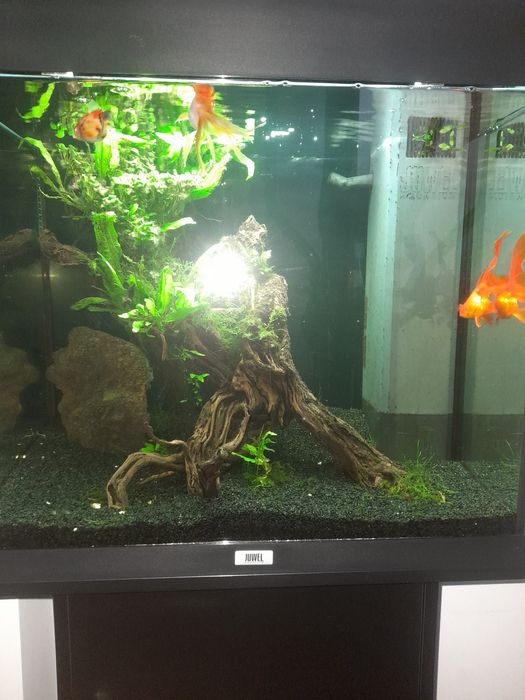 Akwarium juwel Lido 120l