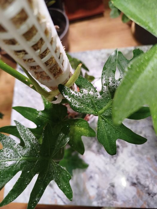 Філодендрон Джангл Февер,Монлайт, Сератум Голд, Карамель Мармелад,