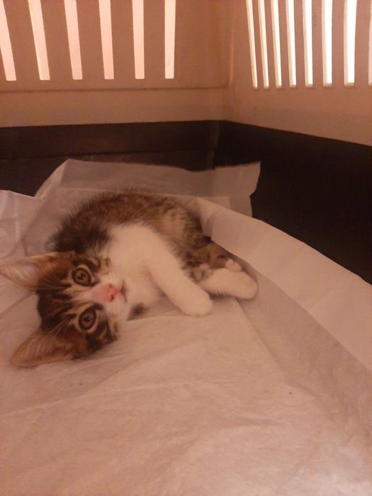 Котенок  срочно ищет дом