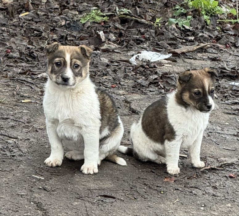 Отдам щенков в хорошие руки