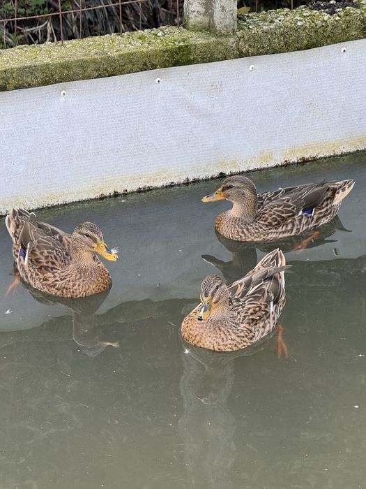 patos reais fêmeas e machos