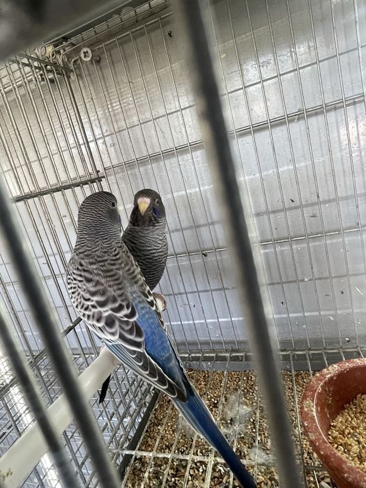 Periquitos blackface azuis e verdes