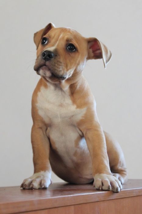 Дівчинка амстафф з документами