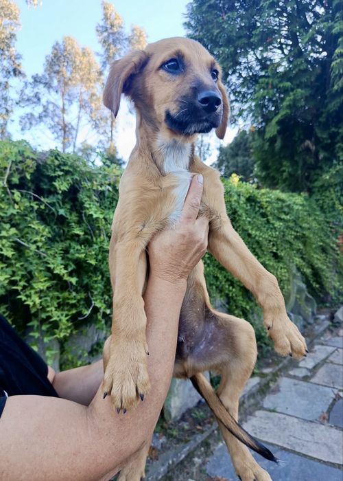 Cães bebés para adoção responsável