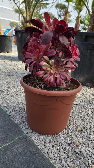 Sukulenty kolekcjonerskie | Echeveria, Crassula, Aeonium, Cotyledon | Egzotyczne rośliny