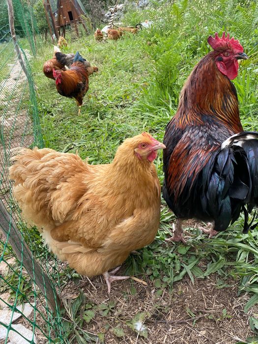 Vou doar o galo Marans.