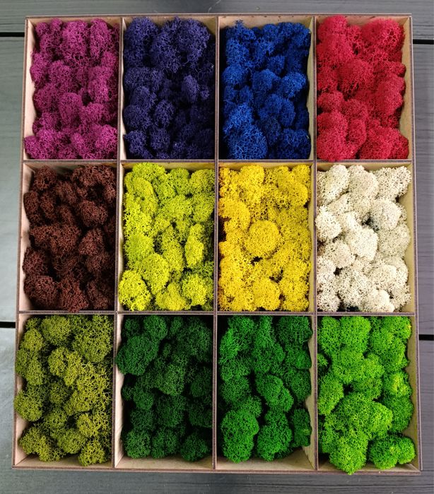 Стабілізований мох. Скандинавский мох Ягель. Стабилизированный мох