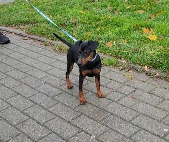 Pinczer Miniaturowy Baltic Residence FCI, ZKwP, suczka