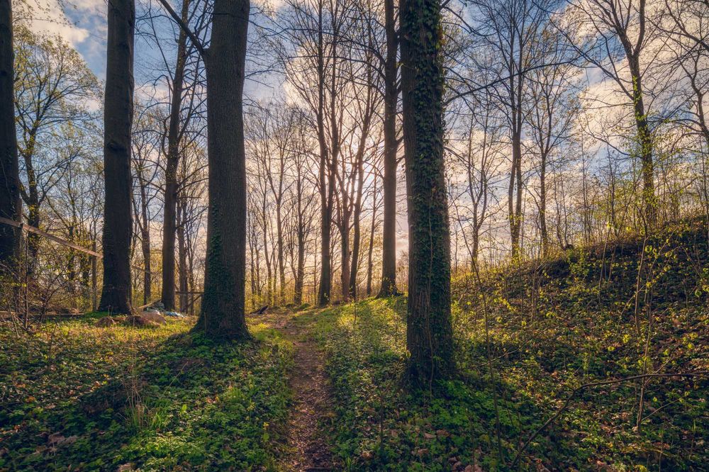 Działka 7500 m² (Pod Zamkiem Lipa!)