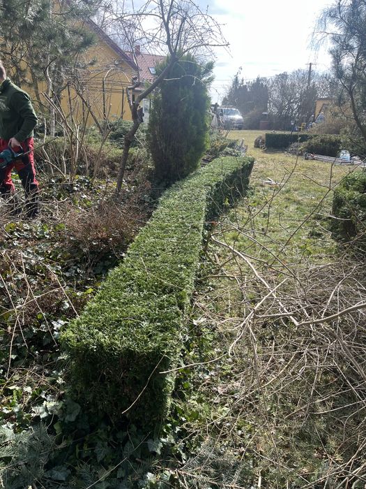 Przycinanie Żywopłotów, Pielęgnacja Ogrodów