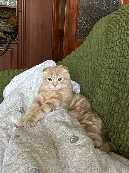 Вязка шотландського кота