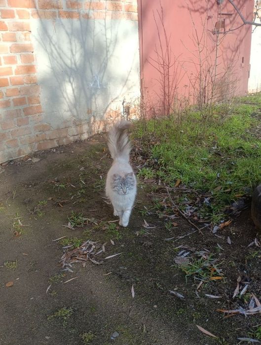 Котики підлітки!! Шукають своїх ЛЮДЕЙ!!