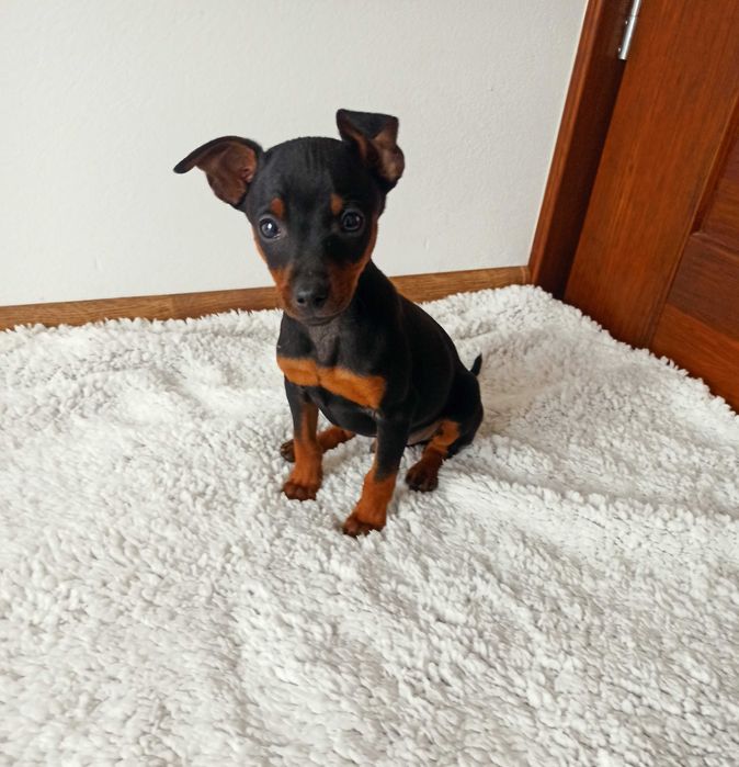 PINCZER piesek miniaturowy ratlerek  szczenię