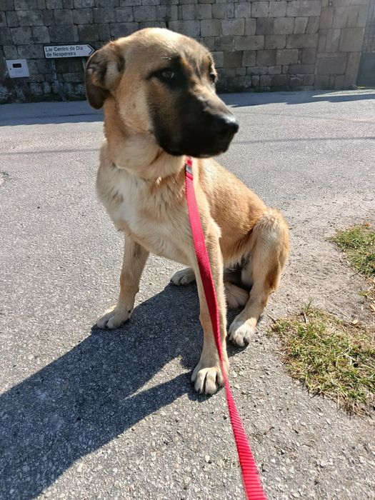 Cadela serra da estrela