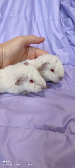 Пухнастий Тедді морська свиночка