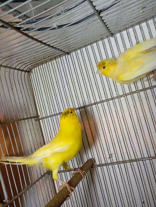 Vendo 11 casais de  canário