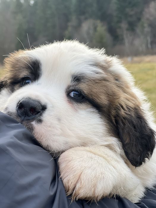 Маленька дівчинка сенбернар