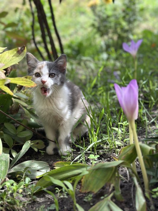 Кіт, кішка, котенята, кицька