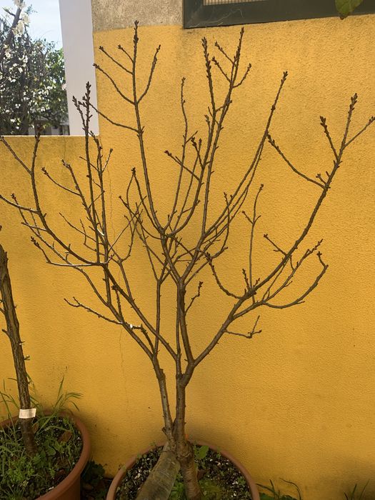 Arvores frutas em vaso