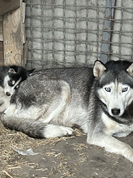 Сибірський  Хаскі