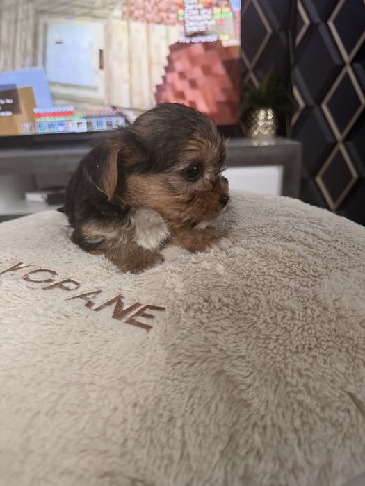 Yorkshire terrier