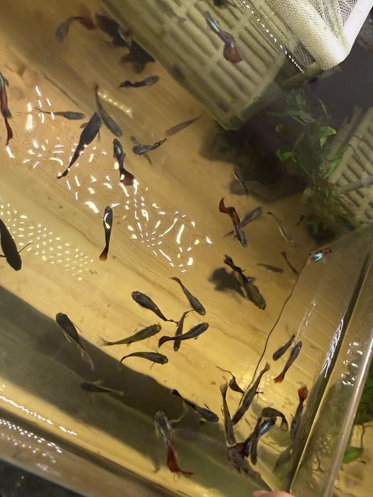 GUPPY Machos e Fêmeas ja definidos