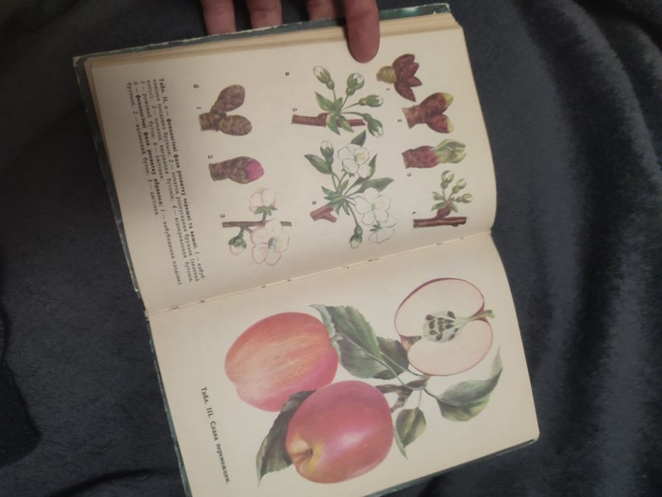Книги / книги українською / книга про дерева / книга про плодові дерева / Колективні і присадибні Сади /