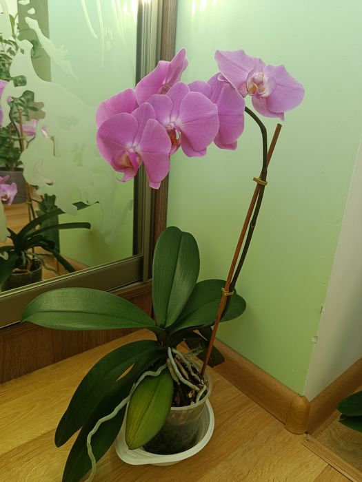 Орхідея, велика здорова рослина