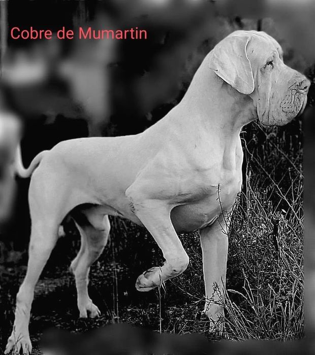 Dogue Alemao femêa preto Lop