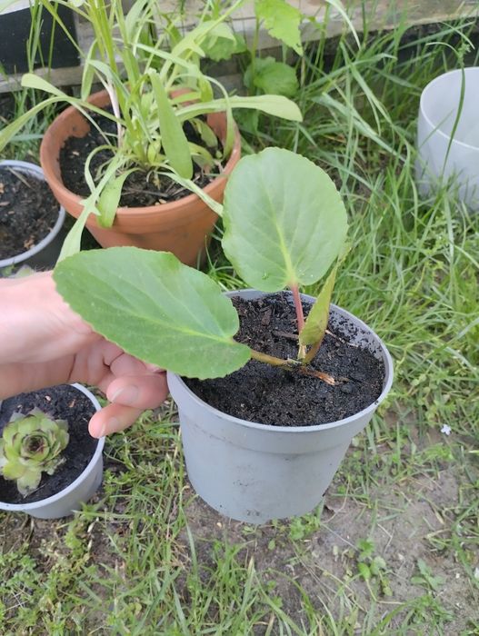 Bergenia zimozielone liście różowe kwiaty sadzonka w doniczce