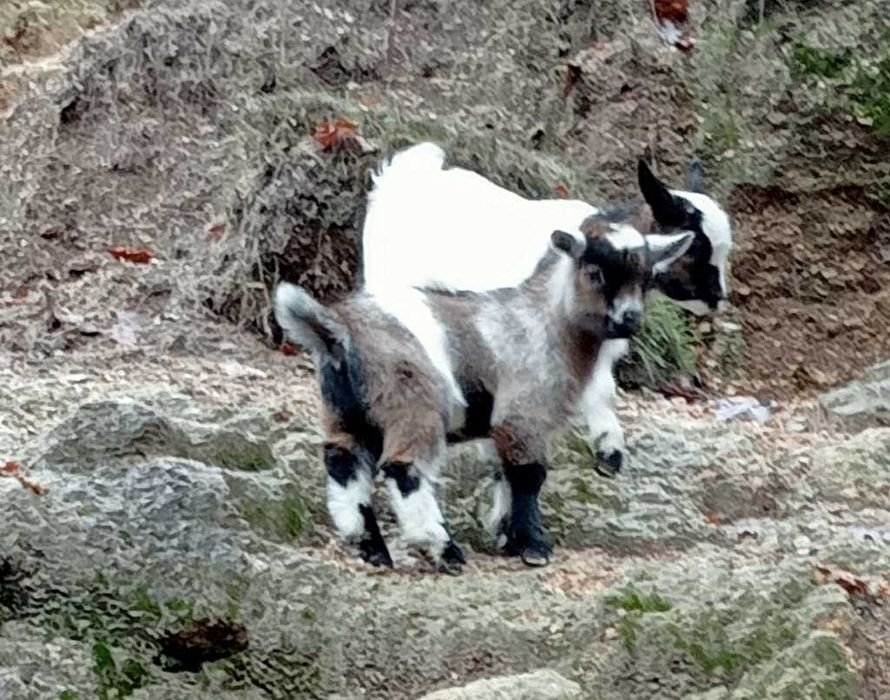 Cabrito anão/israelita com 4meses
