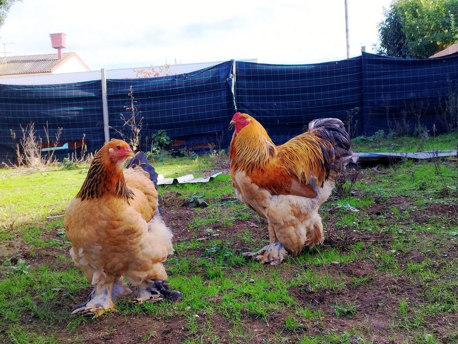 Ovos Galados, Brahamas, Faverolles e Cornish