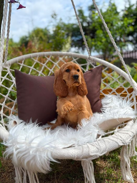 Cocker spaniel angielski Piesek Rodowód
