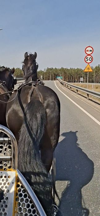 Klacz fryzyjska  zaprzęg siodło koń fryzyjski