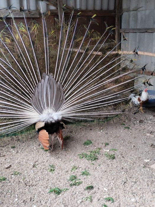 Сімью   Павлівнів .