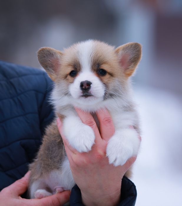 Гарненький малюк коргі