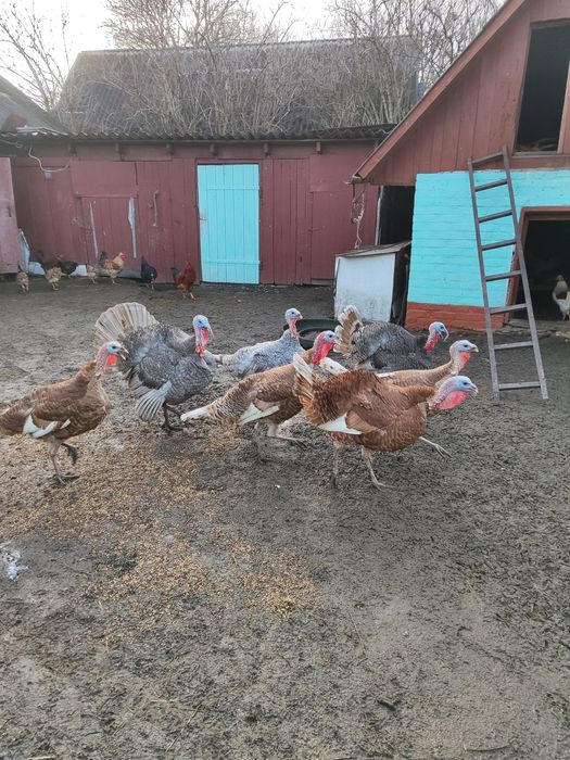 Індик индюк на племя Голубий Аспідний бурбон