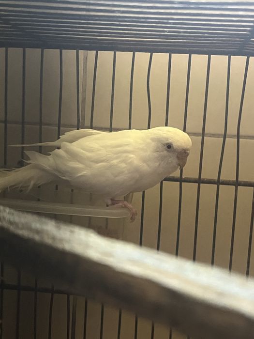 Periquita fêmea albina