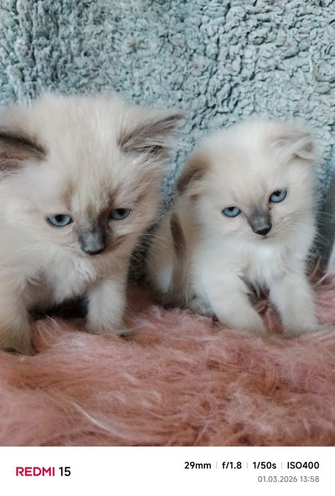 Британські котики