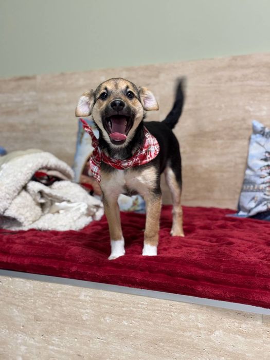 Маленький щенок бесплатно