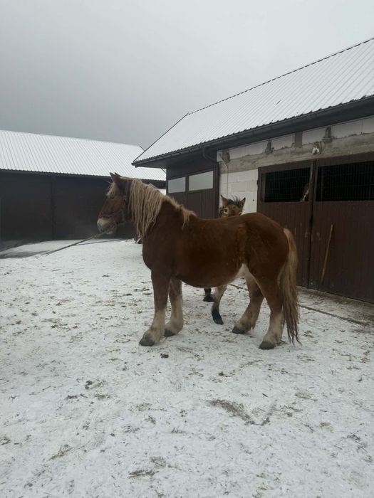 Klacz zimnokrwista że źrebakiem