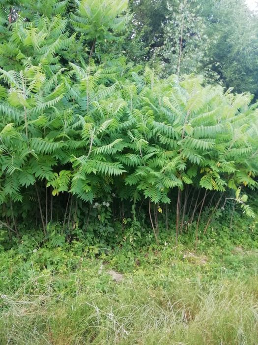 Сумах, оцтове дерево, оленячорогий садженець